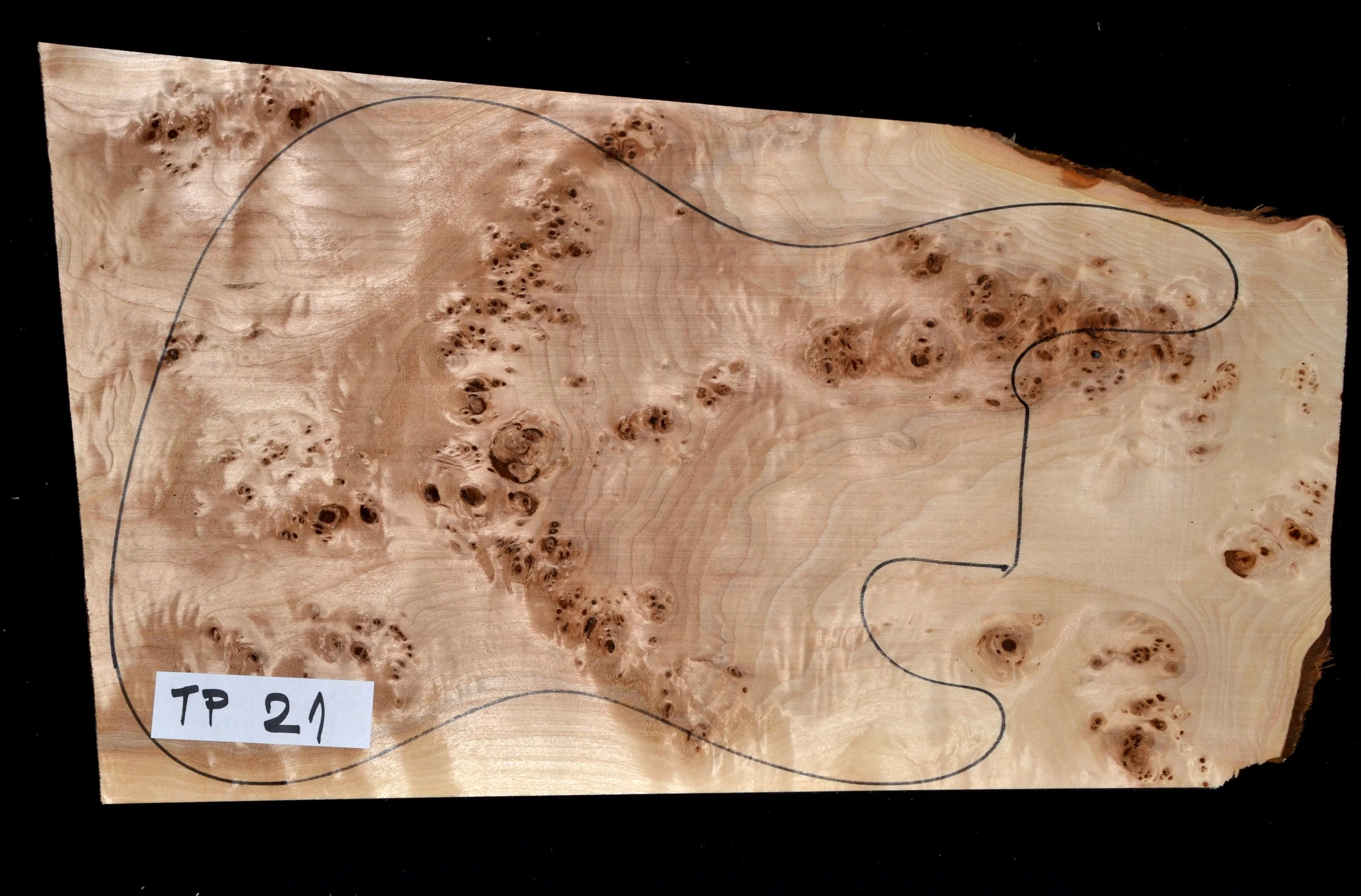 Topoľ koreňový Top TP 21