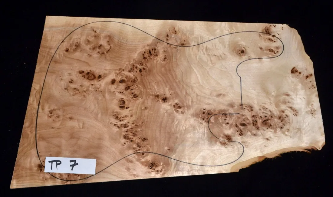 Topoľ koreňový Top TP 7