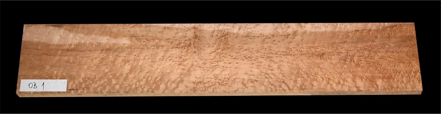 Javor Očkový Kanada OB 01