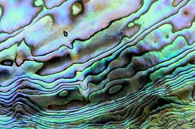 Inlay Paua Pearl Blank – Perleťový blok 25 x 25 x 1,5 mm, II. trieda