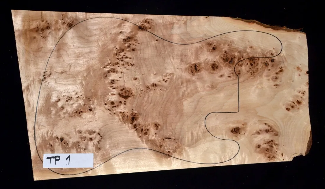 Topoľ koreňový Top TP 1